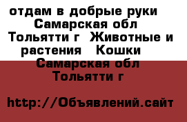 отдам в добрые руки  - Самарская обл., Тольятти г. Животные и растения » Кошки   . Самарская обл.,Тольятти г.